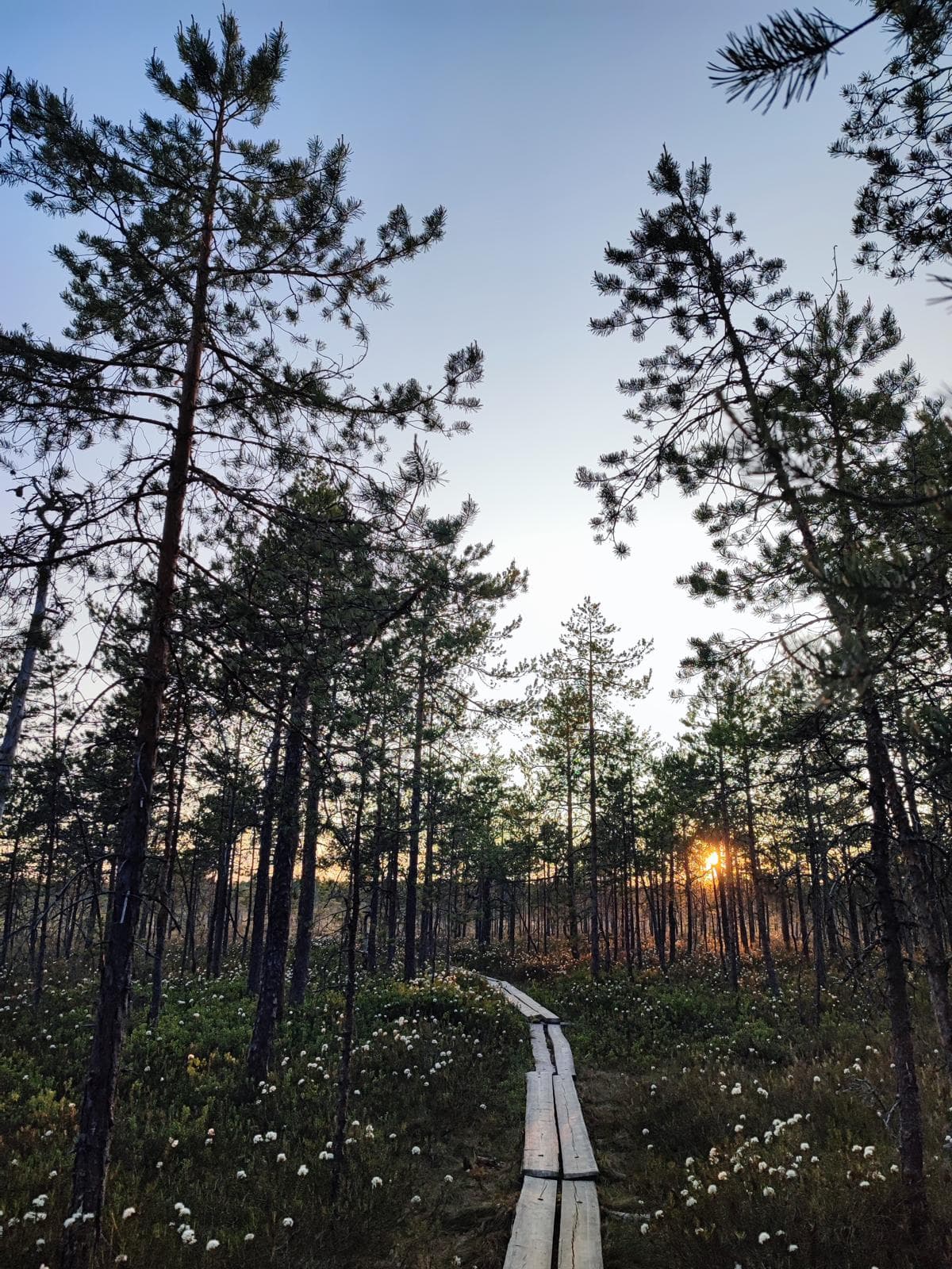 Pitkospuut kulkevat suomännikön halki kohti laskevaa aurinkoa
